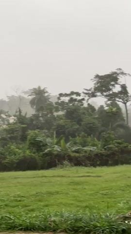 The video shows a blurry, out-of-focus view of a green grassy field in the foreground, with a dense line of trees and foliage in the background. The sky is overcast and a hazy white. There are hints of palm trees within the foliage. The overall impression is of a tropical or lush, overgrown environment, possibly during or after rain due to the hazy appearance and the saturated green of the grass. The camera movement is horizontal and slightly shaky, suggesting it might be mounted on a moving vehicle. In the second clip, a portion of a red pillar or structure appears on the left side of the frame, indicating a possible porch or entrance. The rest of the scene remains consistent with the first clip.