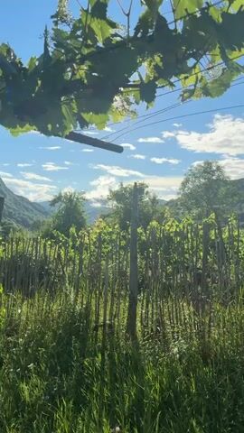 This video captures a serene rural landscape in Khvanchkara, Georgia, likely during a sunny day with scattered clouds. The scene is dominated by a vineyard, with rows of young grapevines enclosed by a rustic fence made of wooden stakes. Tall green grass and other vegetation grow abundantly in the foreground and around the vines, suggesting a fertile, natural environment.

Overhead, lush green grape leaves hang from a trellis or wire system, framing the sky. Sunlight beams through the leaves and into the scene, creating a bright, warm atmosphere and occasional lens flares. The sun's intensity suggests it's mid-morning or early afternoon. In the distance, rolling hills covered in trees form a picturesque backdrop, with hints of mist or clouds clinging to the higher elevations. The overall impression is one of peaceful, bucolic charm, embodying the idyllic nature of a vineyard in a scenic, mountainous region. There is no visible text in the video.