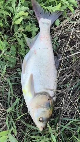 A dead fish lies on the ground, surrounded by green vegetation and dry grass. The fish is silver with a yellow tinge on its belly and fins. Its mouth is open, revealing its teeth. A fishing hook is visible in its mouth. The fish appears to have some red marks on its back, possibly from being caught. The scene is outdoors, and the lighting suggests it is daytime. The setting appears to be a natural environment, possibly near a body of water where fishing is common. There is no visible text in the media file. The overall impression is that of a freshly caught fish, likely a freshwater species common in Ukraine.
