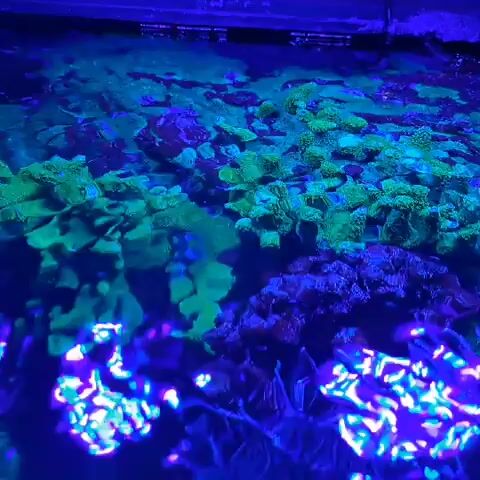 A low-angle shot looks into an aquarium containing brightly colored coral. The coral is predominantly green and purple, with some parts appearing fluorescent under blue lighting. The water's surface is disturbed, creating shimmering reflections of the coral and lights on the ceiling. The overall impression is a vibrant underwater scene.