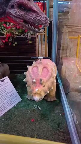 The video shows a display of dinosaur models indoors. In the foreground, a triceratops model is positioned slightly to the left of center. To the left of the triceratops, a sign with text and a dinosaur silhouette is visible. Behind the triceratops and to the left, a large velociraptor model is prominently displayed. This velociraptor model is shown from its head and neck, which are angled towards the triceratops, to its body and legs. Red and green lights illuminate the velociraptor. The background reveals an indoor environment with decorative elements, including hanging lights and what appears to be a mural on a wall. The overall scene suggests a museum exhibit or a themed attraction.