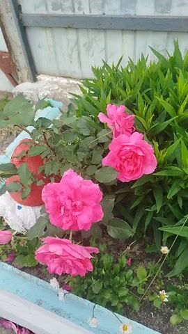 The video shows a garden with several pink roses blooming in the foreground. Behind the roses, there is a dense patch of green foliage. In the background, a light-colored corrugated metal fence is visible. A red and yellow rose is also visible on the right side of the frame, growing on a thorny stem. The ground in front of the plants is covered with soil and some small white and pink flowers. The lighting suggests it is daytime. The camera pans slowly from left to right, showcasing the different flowers and plants.