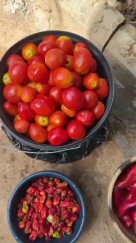 Here's a description of the video:

The video shows three bowls of produce and a bucket outside on a concrete surface. The bowl at the top is filled with red and yellow tomatoes. The bowl on the left is filled with small, round, red peppers. The bowl on the right is filled with long, red peppers. The tomatoes are being drained in a strainer placed on top of a white bucket. There are black plastic bags scattered around the scene. Part of a foot wearing a yellow and blue flip-flop is visible at the bottom of the frame. The concrete surface appears to be wet and has some debris.