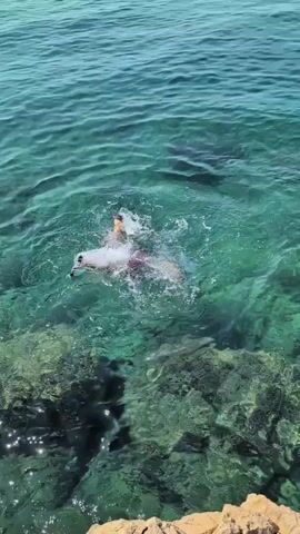 A person swims in clear, turquoise water near a rocky shoreline. The person is partially submerged and appears to be moving through the water with their arms. The water is shallow enough in some areas to see the rocky bottom. The sun is shining, casting light on the water.