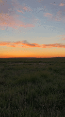 Evening dog walk captured across Saint Petersburg field at sunset