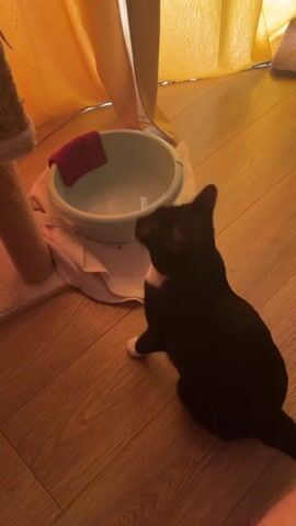 A black cat with white paws and chest is seen in a room with wooden flooring and yellow curtains in the background. In the foreground, a light blue plastic basin filled with water rests on a white towel. A pink cloth is placed inside the basin. The cat initially sits facing away from the basin, then turns, circles, and approaches the basin, sniffing the water. The cat then moves out of frame to the right.
