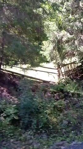 The video shows a moving perspective through a dense forest. The camera pans across a steep, rocky embankment covered in green foliage and scattered rocks. Tall trees with green canopies dominate the scene, with sunlight filtering through the leaves, creating dappled shadows on the ground. In some parts of the video, a wooden fence or railing is visible along the edge of the embankment. The path appears to be unpaved and uneven, suggesting a natural trail or a less-maintained road. The overall impression is that of a natural, secluded woodland environment.