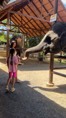 Woman, child feed elephant at Thailand sanctuary