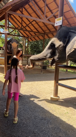 Woman, child feed elephant at Thailand sanctuary