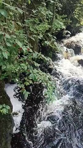 A fast-moving stream cascades over rocks and down a slight incline. The water is foamy and turbulent, with white water dominating the foreground. Lush green foliage, including leafy branches and small red berries, hangs over the left bank of the stream. The stream bed appears to be made of dark rocks. Sunlight filters through the trees, creating dappled light on the water. The overall scene is one of natural beauty and movement.