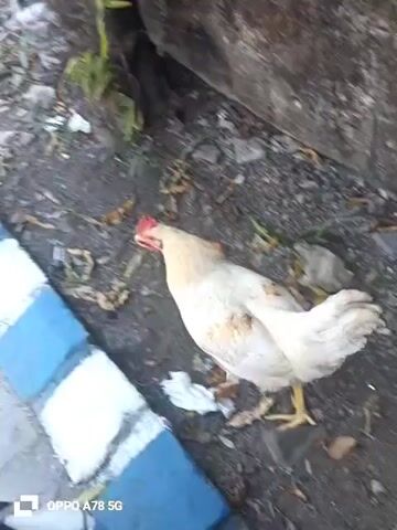 A white chicken is foraging for food on the ground next to a curb. The ground is covered in dirt, leaves, and trash. There is a large, rough-textured object behind the chicken, possibly a wall or a vehicle. The curb is painted with blue and white stripes.