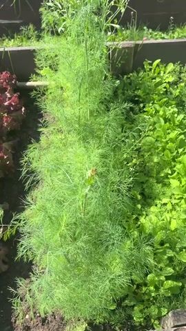 The video shows a close-up view of a raised garden bed filled with various green plants. The camera pans across the garden, highlighting different types of foliage. In the foreground, a tall, feathery plant, possibly dill, is prominent. To its right, a patch of leafy greens, appearing to be radishes or arugula, grows densely. The camera moves further into the garden, revealing more of the lush greenery. Sunlight illuminates the plants, casting shadows and creating a vibrant, natural scene. The raised bed structure is visible along the edges of the garden. No people are present in the video.