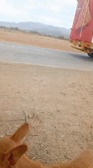 Daily life captured on Altagracia streets with dog and traffic