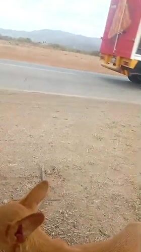 Daily life captured on Altagracia streets with dog and traffic