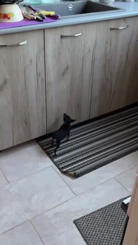 A small, black, short-haired dog with tan markings on its legs stands on a gray and white striped rug. The rug is partially underneath a wooden cabinet. The dog faces away from the camera, looks briefly over its shoulder, then steps off the rug and begins to walk out of frame. The floor is tiled with light gray, textured squares.