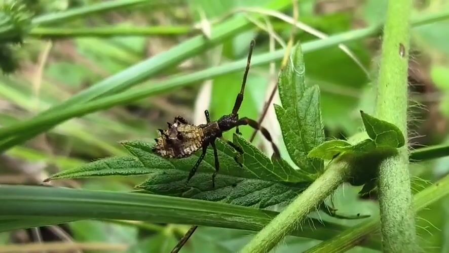 Macro nature survey of insects, fungi, and flora in Mikhaylovka