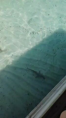 A clear turquoise body of water is visible, with a wooden dock running along the right side of the frame. The water is shallow, revealing a sandy bottom with some scattered plant debris. A shadow from an unseen object falls across the water from the left. Several small fish swim in the water. One fish, a bit larger than the others, is clearly visible swimming diagonally from the bottom left to the upper right of the frame. The water is calm and sunlit, with light patterns reflecting on the bottom.