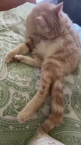 A ginger cat is lying on a bed with green and white patterned bedding. The cat is curled up, with its front paws tucked in and its hind legs stretched out. It appears to be grooming itself, with its head bent down towards its chest. The cat has light orange fur with darker orange stripes. Its eyes are closed, suggesting it is relaxed and comfortable. The scene is indoors, likely a bedroom, given the presence of a bed. The lighting suggests it could be daytime. No specific time of day or weather conditions are evident. There is no visible text in the media file. The location context indicates it is in Zarechnyy, Russia.