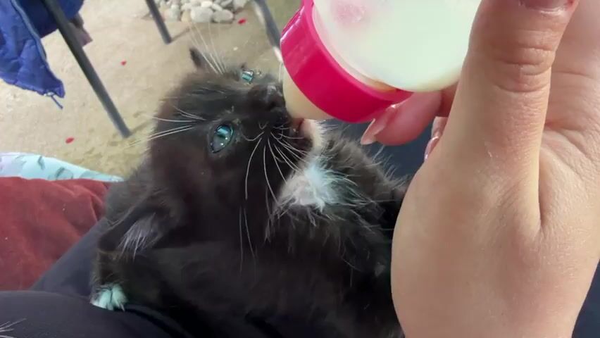A close-up video shows a black kitten with a white patch on its chest and long white whiskers being bottle-fed.  A person is holding the bottle, which has a pink nipple,  and feeding the kitten.  The kitten is lying in the person's lap on a pillow.  The background is slightly blurred, showing what appears to be a chair and some outdoor debris.