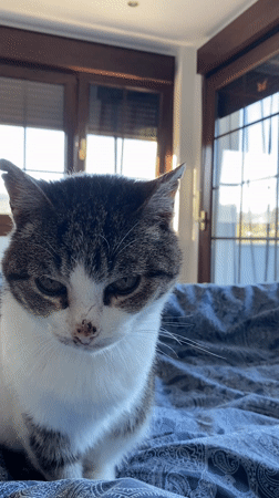 Cat observed on bed in Villaviciosa, Spain