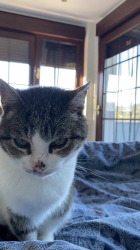 Cat observed on bed in Villaviciosa, Spain
