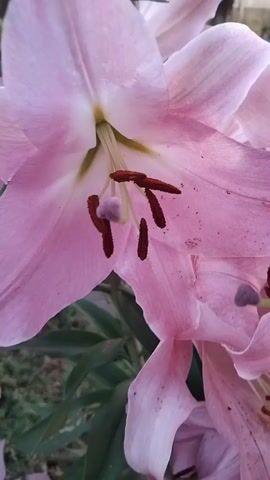 A close-up video shows a cluster of pink lilies with prominent dark stamens. The camera pans slightly to reveal more lilies and their green foliage. In the background, blurred elements of a fence and possibly some tires are visible, suggesting an outdoor setting, possibly a garden or yard. The lighting is soft, indicating it might be early morning or late afternoon. There are no people or animals visible in the video.