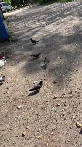 A flock of pigeons pecks at the ground in a dusty, outdoor area, possibly a parking lot or unpaved courtyard. In the background, a white car is visible, along with a blue dumpster and some trees. The pigeons are spread out, with some in the foreground and others further back. The sun casts shadows on the ground, indicating it is daytime. One pigeon is captured in mid-flight, while the others are walking or standing. The scene appears to be in an urban or suburban environment.
