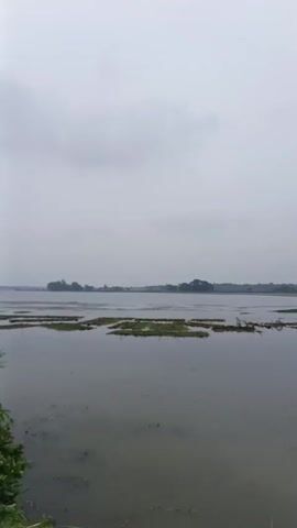 The video pans across a wide expanse of water, likely a lake or river, with a cloudy sky overhead. The water is calm and reflects the overcast sky. Patches of aquatic vegetation are visible on the surface of the water, and a small boat can be seen in the distance. The foreground features a grassy bank with several types of green plants, including a palm tree. A dirt path runs alongside the grassy bank, and in the distance, a treeline and some buildings suggest a rural or semi-rural setting. The overall impression is one of a tranquil, natural landscape under a muted sky.