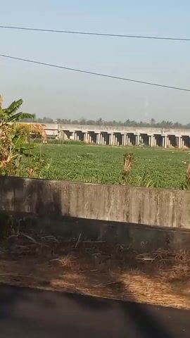 A stationary camera captures a rural landscape under a clear blue sky. In the foreground, a concrete wall separates the viewer from a dirt area with sparse vegetation. Beyond the wall, a lush green field stretches into the distance, punctuated by a cluster of banana trees on the left. In the background, a long, elevated structure, possibly a bridge or an unfinished building with numerous columns, spans across the horizon, with palm trees visible behind it. The scene is calm and depicts a typical rural setting.