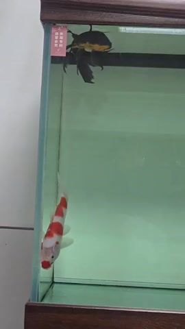 The video shows an aquarium containing two fish. One is a large, dark-colored fish with yellow markings, swimming near the top of the tank. The other is a smaller, white and orange koi fish, swimming closer to the bottom. The aquarium has a wooden frame and a light green background. There is a pink tag with some text attached to the upper left corner of the aquarium. The video is filmed from a static position, with no camera movement.