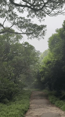 Morning fog walk documented in Sri Lankan forest paths