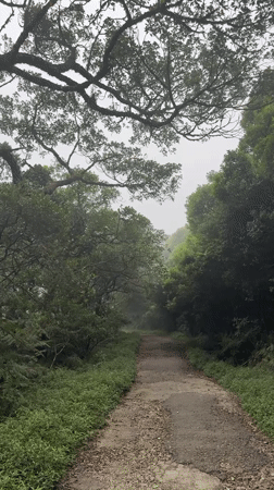 Morning fog walk documented in Sri Lankan forest paths