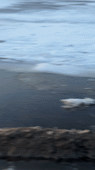 Winter sunset walk with dog on frozen Izhevsk Pond