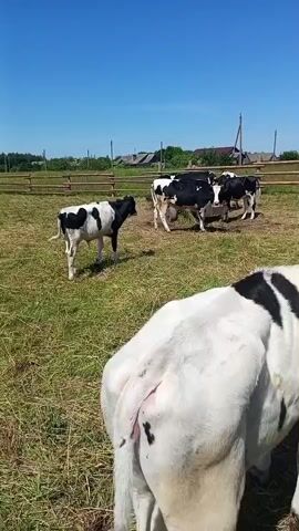 A video shows several cows in a grassy field with a wooden fence in the background. The sky is clear and blue. One cow in the foreground is mostly white with black markings. In the background, there are several other cows, some of which are black and white. The cows appear to be grazing or standing in the field. The video appears to be taken during the daytime.