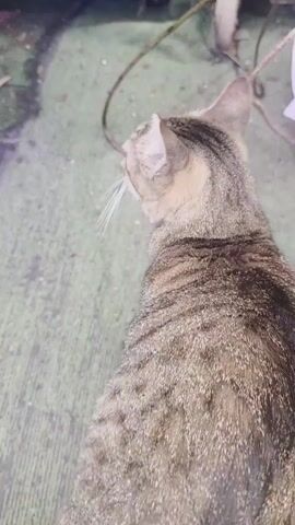 This video features a tabby cat with brown and black stripes. The cat is shown in an outdoor setting, possibly a backyard or garden, with a green, textured surface underfoot. A white planter with a plant and some yellow flowers is visible in the foreground. The cat is the main subject, and it is seen moving and looking around. The lighting suggests it is daytime. There is no visible text in the video.