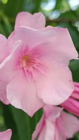 This is a close-up, vertical video of several pink flowers, likely oleander, in bloom. The main subject is a large, fully opened pink flower in the foreground, with its delicate petals and intricate pistil clearly visible. To the right and below, other pink buds and partially opened flowers are present, hinting at a cluster of blossoms. The background is a soft blur of green foliage and out-of-focus bokeh lights, suggesting a natural, outdoor setting. The lighting appears to be natural daylight, casting a gentle glow on the flowers, with no harsh shadows. The overall mood is serene and tranquil, emphasizing the beauty of nature. No text is visible in the media. Given the context of Viadana, Italy, these flowers are likely growing in a garden or park, possibly during a warm, sunny season.