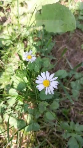 A close-up shot shows two white daisies with yellow centers growing in green grass. Sunlight filters through the leaves, casting shadows on the ground.