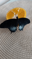 Black butterfly feeds and explores alongside a curious spider moment