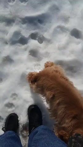 The video shows a brown cocker spaniel dog on a leash playing in the snow. The dog is rolling around on the ground, shaking its fur, and moving about in the snow. A person wearing blue jeans and black shoes is standing nearby. Some dark debris is scattered in the snow.