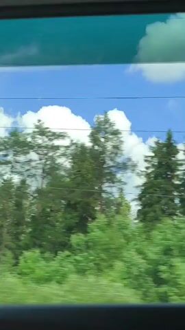 The video shows a view from a moving vehicle, looking out a window at a landscape dominated by trees and a blue sky with white clouds. The trees appear to be coniferous, with tall, slender trunks and green needles. There are also some shorter, bushier green plants in the foreground. Overhead wires are visible against the sky, suggesting the vehicle might be a train or a bus. The motion of the vehicle causes a slight blur in the image, particularly in the foliage. The overall impression is one of a scenic drive through a forested area on a sunny day.