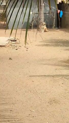 The video shows an outdoor scene, likely a rural or semi-urban yard, dominated by a sandy, unpaved ground. In the foreground, large, dark green fronds of a palm tree or similar plant hang down from the top left, casting shadows across the dirt.

In the mid-ground, towards the back, a light brown or tan dog is visible. The dog is sitting upright, facing slightly to the left, and is actively barking. Its mouth opens and closes rapidly with each bark. The dog appears to be under a small, makeshift shelter or awning, or simply in the shade of a nearby structure.

Behind the dog, there is a building constructed from grey concrete blocks or similar material. The building has a rough, unfinished appearance. To the right of the dog and the building, an entrance or doorway is visible. Near this entrance, what appears to be a bright blue piece of fabric or clothing is hanging on a line. Some other wooden structures or debris are also scattered near the building.

The lighting suggests it is daytime, with clear shadows indicating sunlight. The overall impression is one of a simple, outdoor domestic setting. The dominant sound throughout the video is the dog's barking.