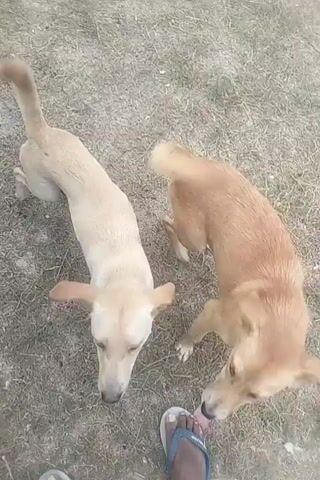 The video shows two dogs playing on a dirt ground. One dog is light tan and the other is reddish brown. The light tan dog is standing over the reddish brown dog, which is on its back. They appear to be playfully biting each other. A person's foot wearing a sandal is visible in the lower left corner of the frame. The ground is covered with dry grass and dirt.