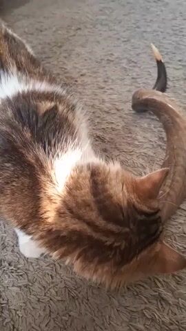 A calico cat with white, brown, and black fur is shown in a close-up shot. The cat is on a textured, grey carpet, with warm sunlight illuminating its back and the side of its head. A large, curved, brown horn, possibly from a goat or ram, lies on the carpet to the right of the cat. The cat is seen sniffing or nuzzling the horn with its head down. In the background, a blurry red object and a dark brown piece of furniture are visible. The camera angle is overhead, looking down at the cat and the horn. The video is short, with a timestamp of 00:00:00 to 00:00:05.