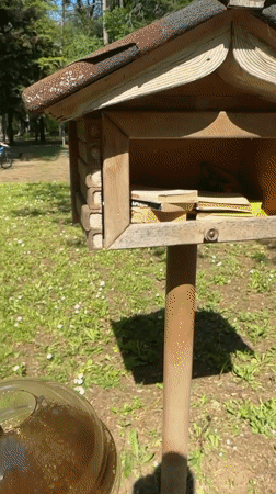 Owl-topped little free library spotted in Bulgarian forest clearing