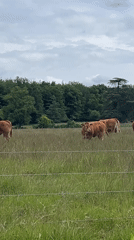 Cattle graze in pasture near La Fouillouse, France