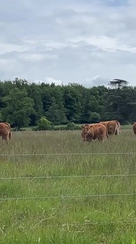 Cattle graze in pasture near La Fouillouse, France