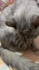 Purple-collared cat grooming and resting on patterned mats in Jatirogo