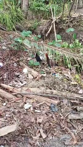 Two chickens, one black and one with red and black plumage, stand in a cluttered outdoor environment. The ground is covered in dried leaves, twigs, and scattered pieces of trash, including white plastic fragments and a black plastic bag. Behind the chickens, a frond from a palm tree hangs down, partially obscuring them. Lush green vegetation and some bamboo poles are visible in the background, indicating a natural or semi-natural setting that has accumulated debris.