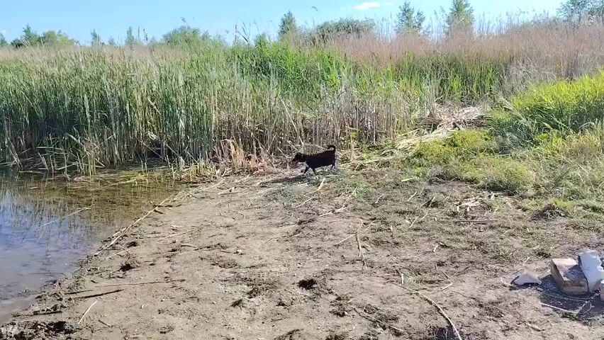 A small black dog walks along the muddy bank of a body of water. Tall green reeds grow on the opposite bank. The sky is clear and blue. The dog approaches the water's edge and lowers its head to drink.