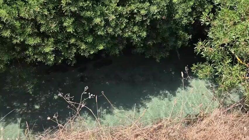 A narrow, overgrown waterway is visible. Lush green trees and bushes line the banks. The water appears murky and has a greenish hue, suggesting the presence of algae or other aquatic plant life. Some dry, brown grass and weeds are in the foreground. The sunlight casts shadows across the water and vegetation. The scene gives the impression of a natural, somewhat untamed environment.